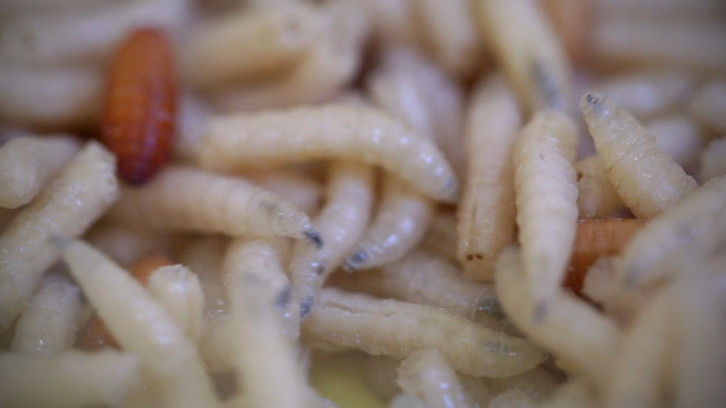 Detail Maggots Image Nomer 47