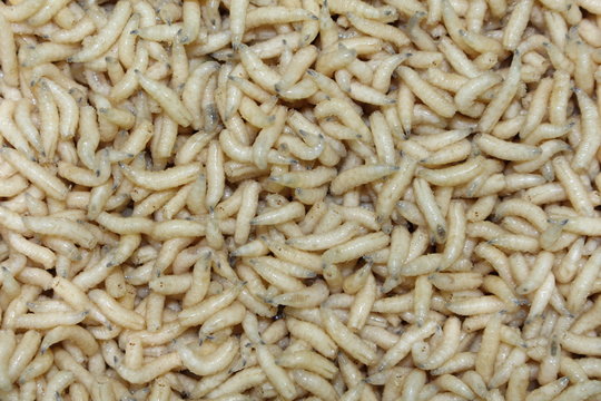Detail Maggots Image Nomer 49