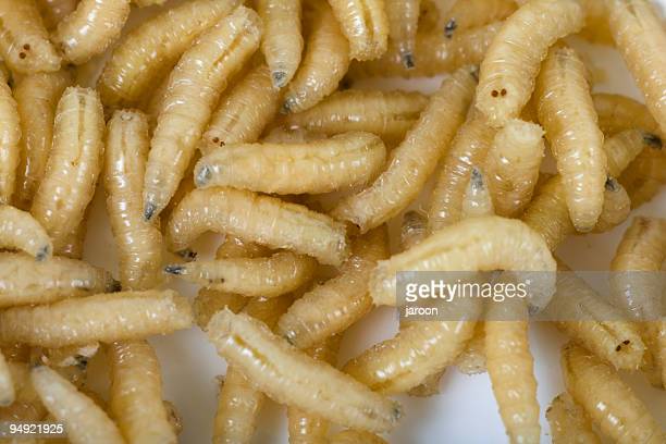 Detail Maggots Image Nomer 50