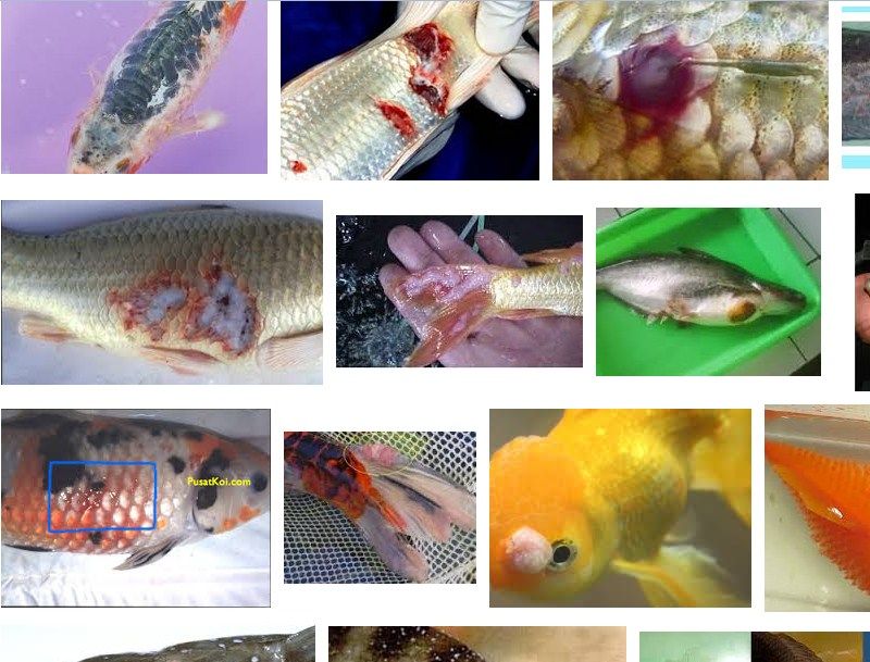 Penyakit Ikan Hiasan - KibrisPDR