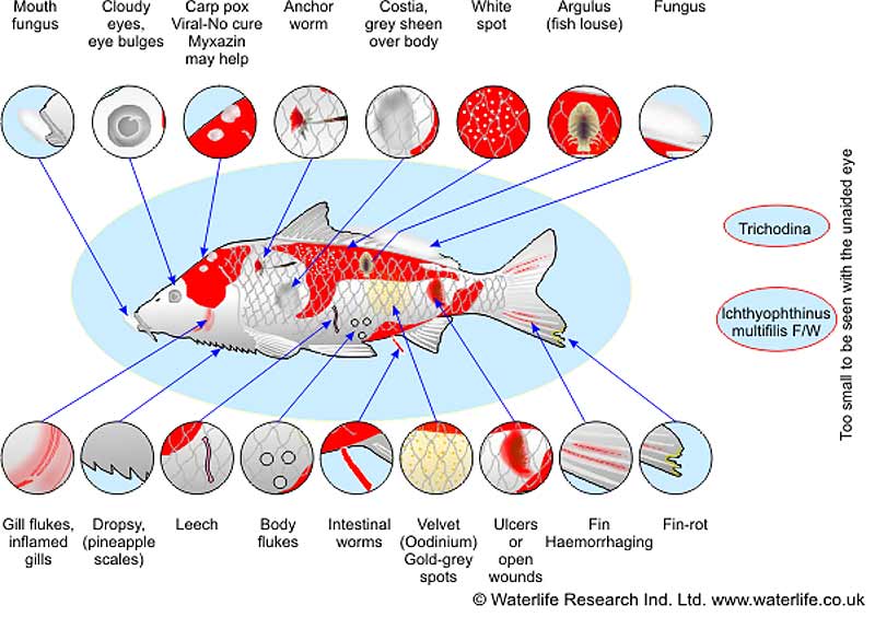 Detail Penyakit Ikan Koi Dan Gambarnya Nomer 23