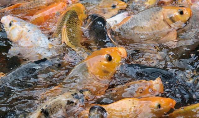 Detail Penyakit Ikan Koi Dan Gambarnya Nomer 24