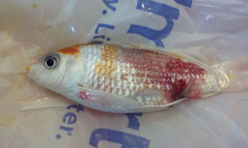 Detail Penyakit Ikan Koi Dan Gambarnya Nomer 25