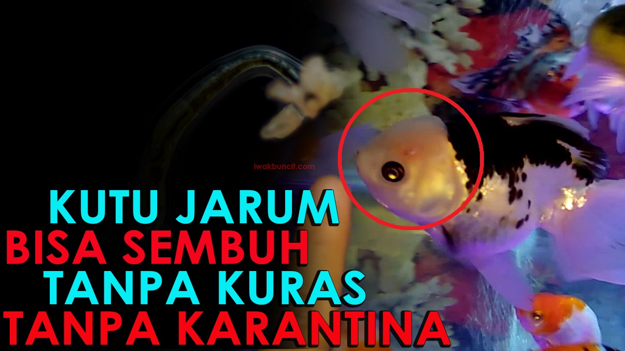 Detail Penyakit Ikan Koki Dan Gambarnya Nomer 39