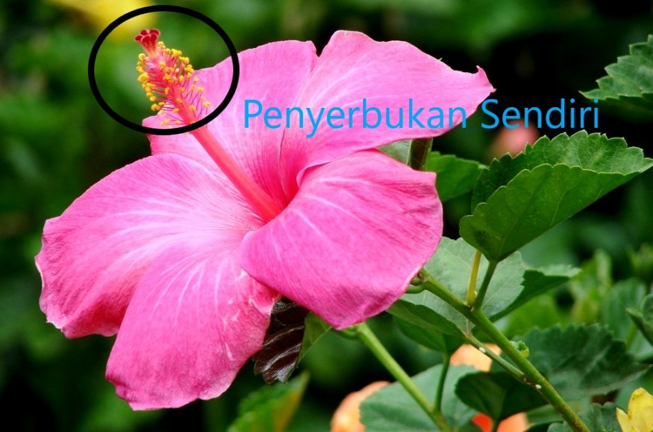 Detail Penyerbukan Bunga Kembang Sepatu Nomer 20