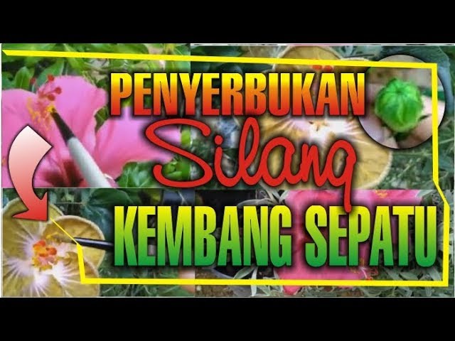 Detail Penyerbukan Bunga Kembang Sepatu Nomer 25