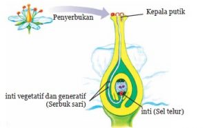 Detail Penyerbukan Pada Bunga Sepatu Nomer 6