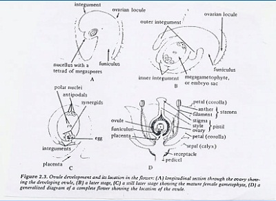 Detail Peoses Primodium Langsung Gambar Nomer 3