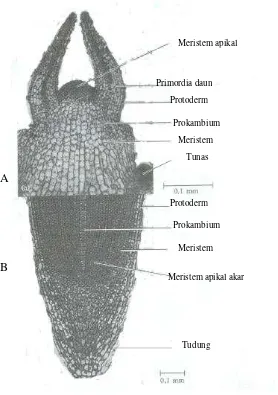 Detail Peoses Primodium Langsung Gambar Nomer 39