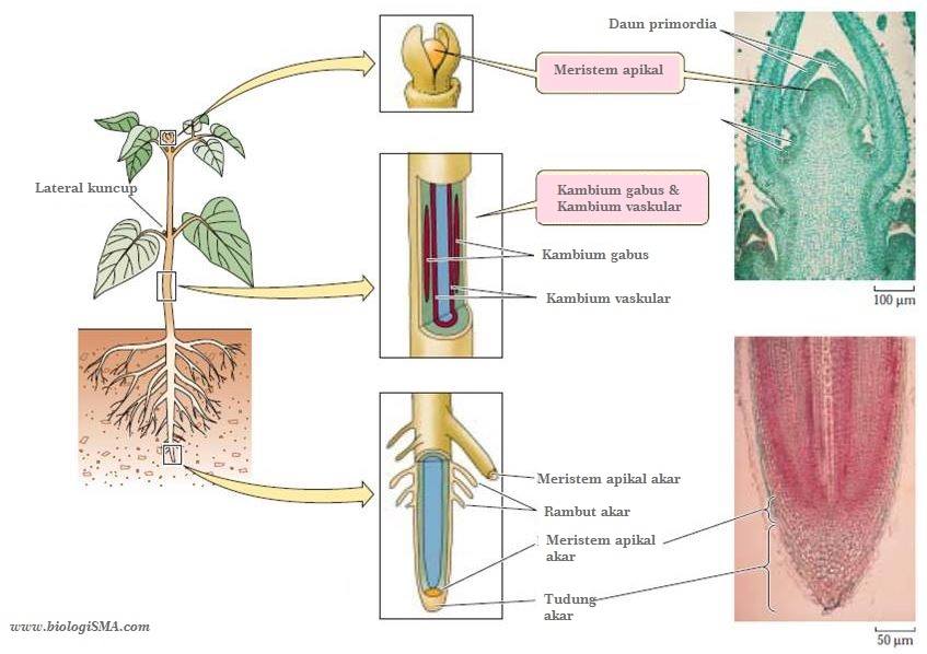 Detail Peoses Primodium Langsung Gambar Nomer 43