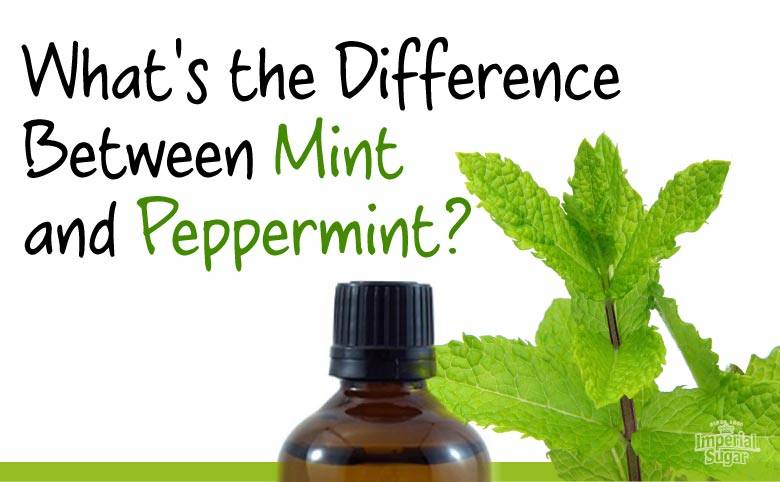 Detail Pepermint Nomer 12