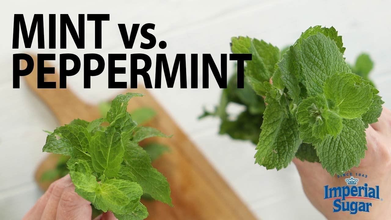 Detail Pepermint Nomer 20