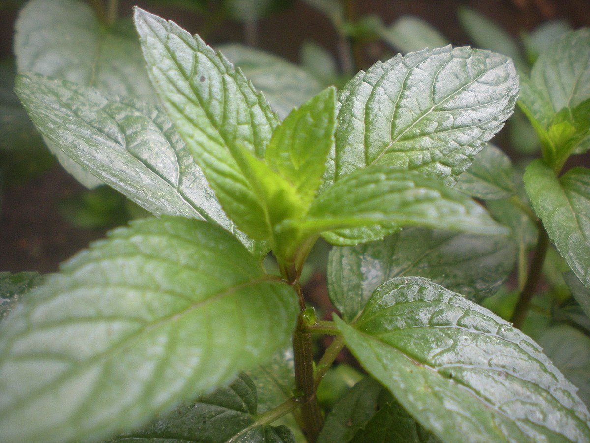 Detail Pepermint Nomer 3