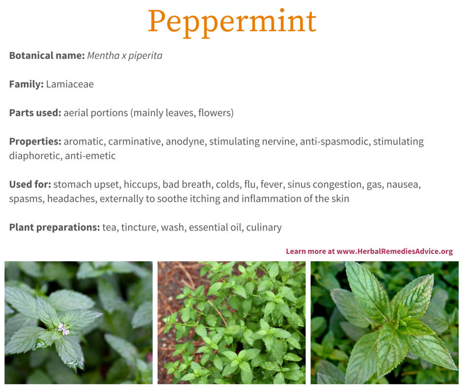 Detail Pepermint Nomer 29