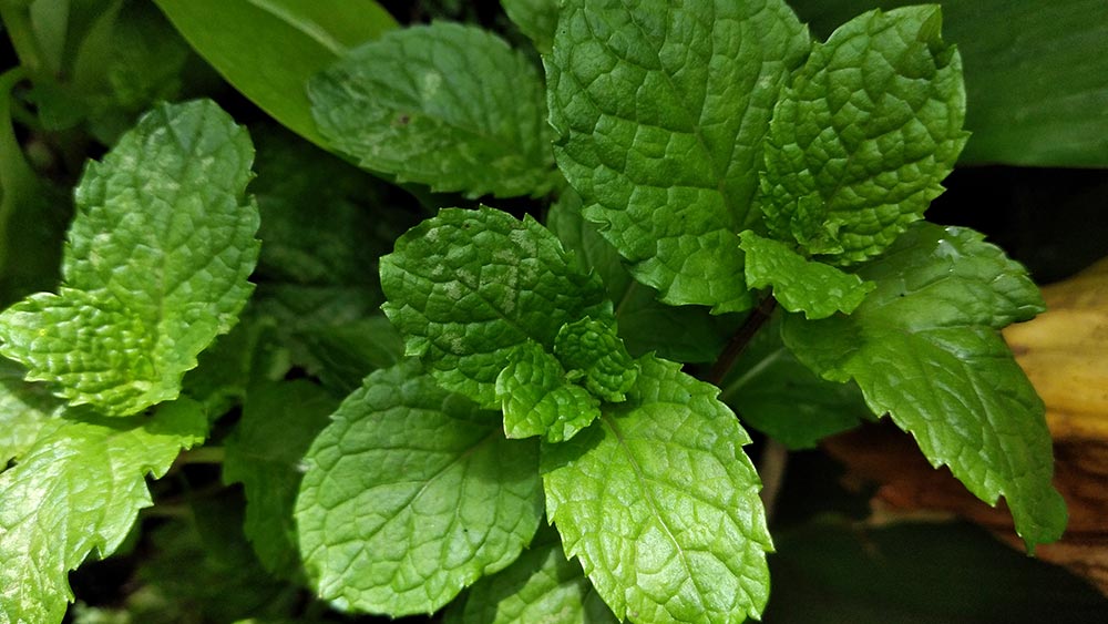 Detail Pepermint Nomer 48