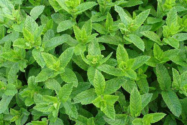Detail Pepermint Nomer 10
