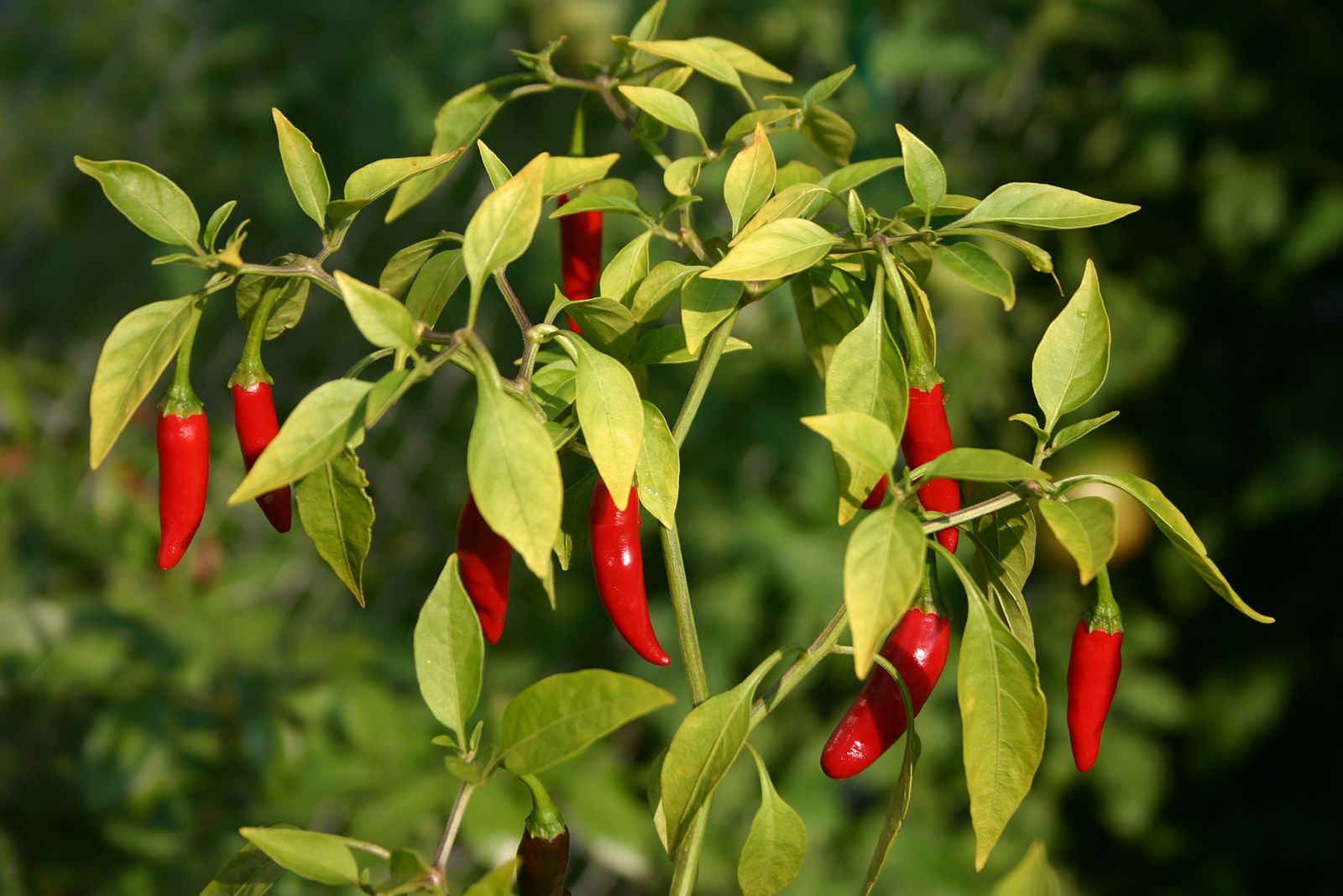 Detail Pepper Image Nomer 28