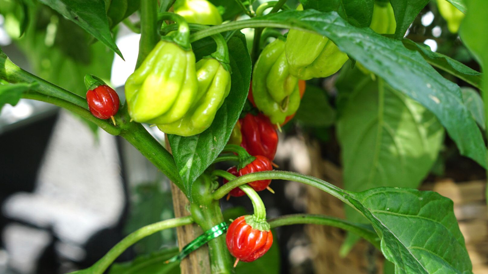 Detail Pepper Image Nomer 30