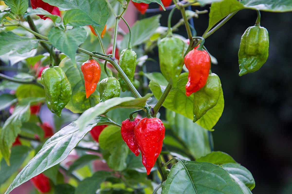 Detail Pepper Image Nomer 49