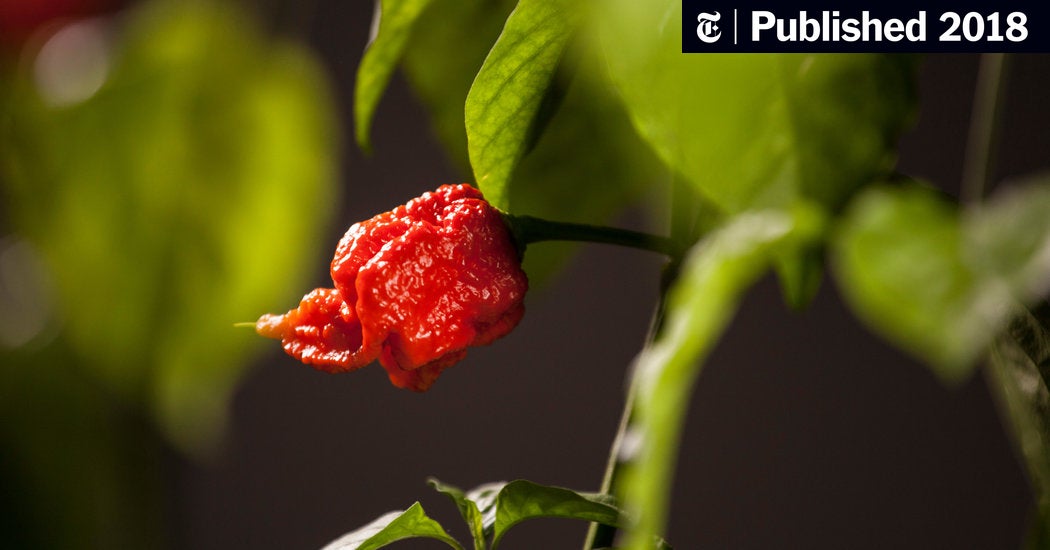 Detail Pepper Image Nomer 54