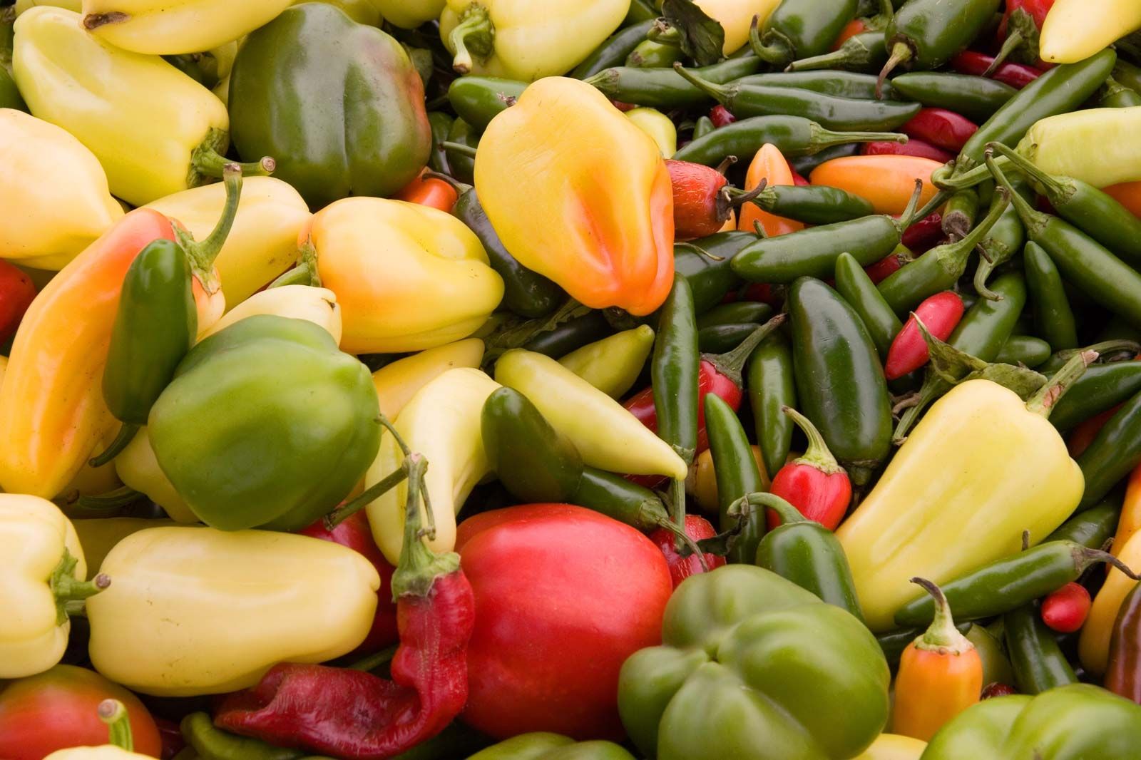 Detail Pepper Image Nomer 58