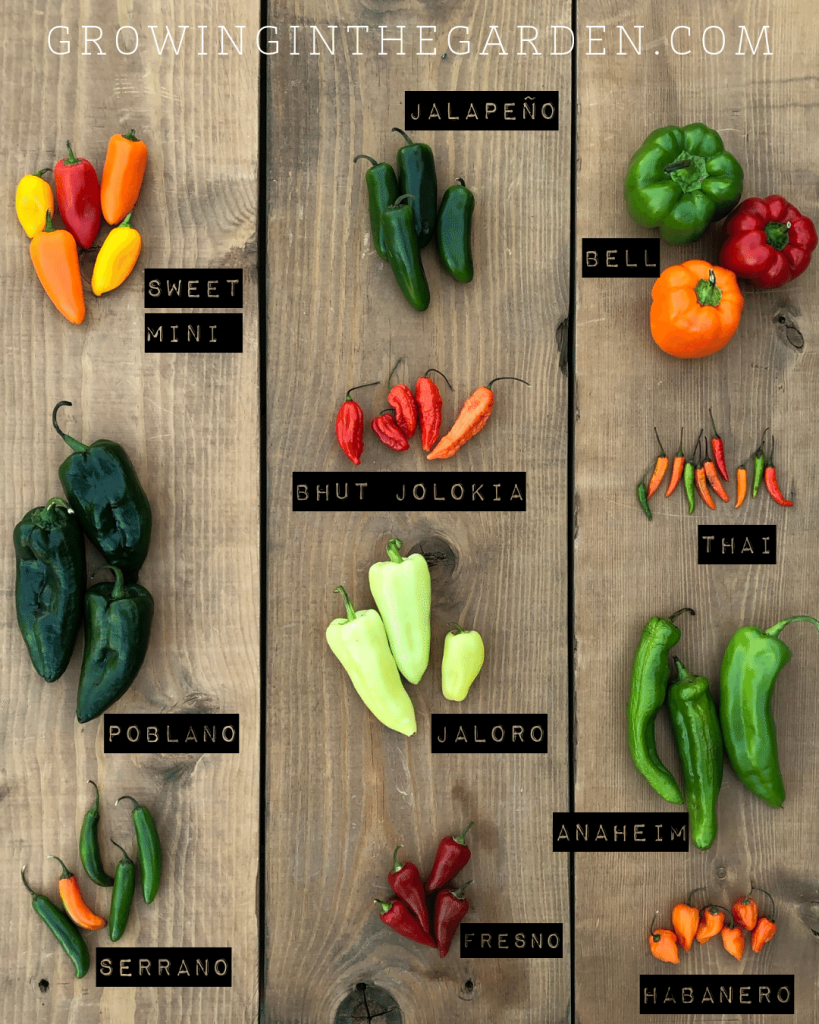 Pepper Varieties Images - KibrisPDR