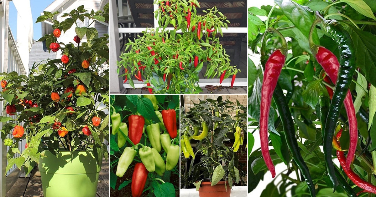 Detail Pepper Varieties Images Nomer 28