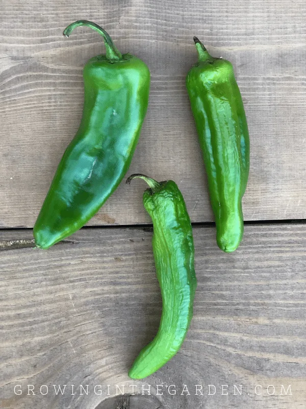 Detail Pepper Varieties Images Nomer 29