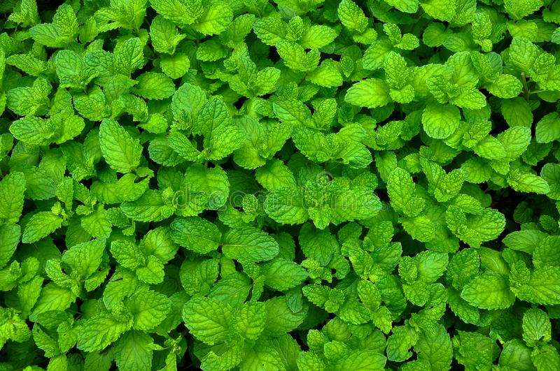 Detail Peppermint Background Nomer 43