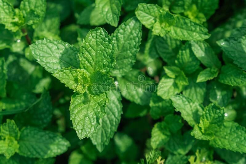 Detail Peppermint Background Nomer 45
