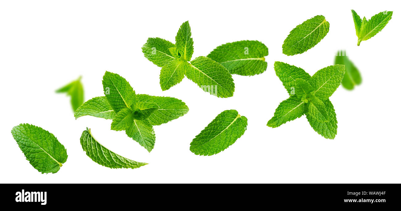 Detail Peppermint Background Nomer 51