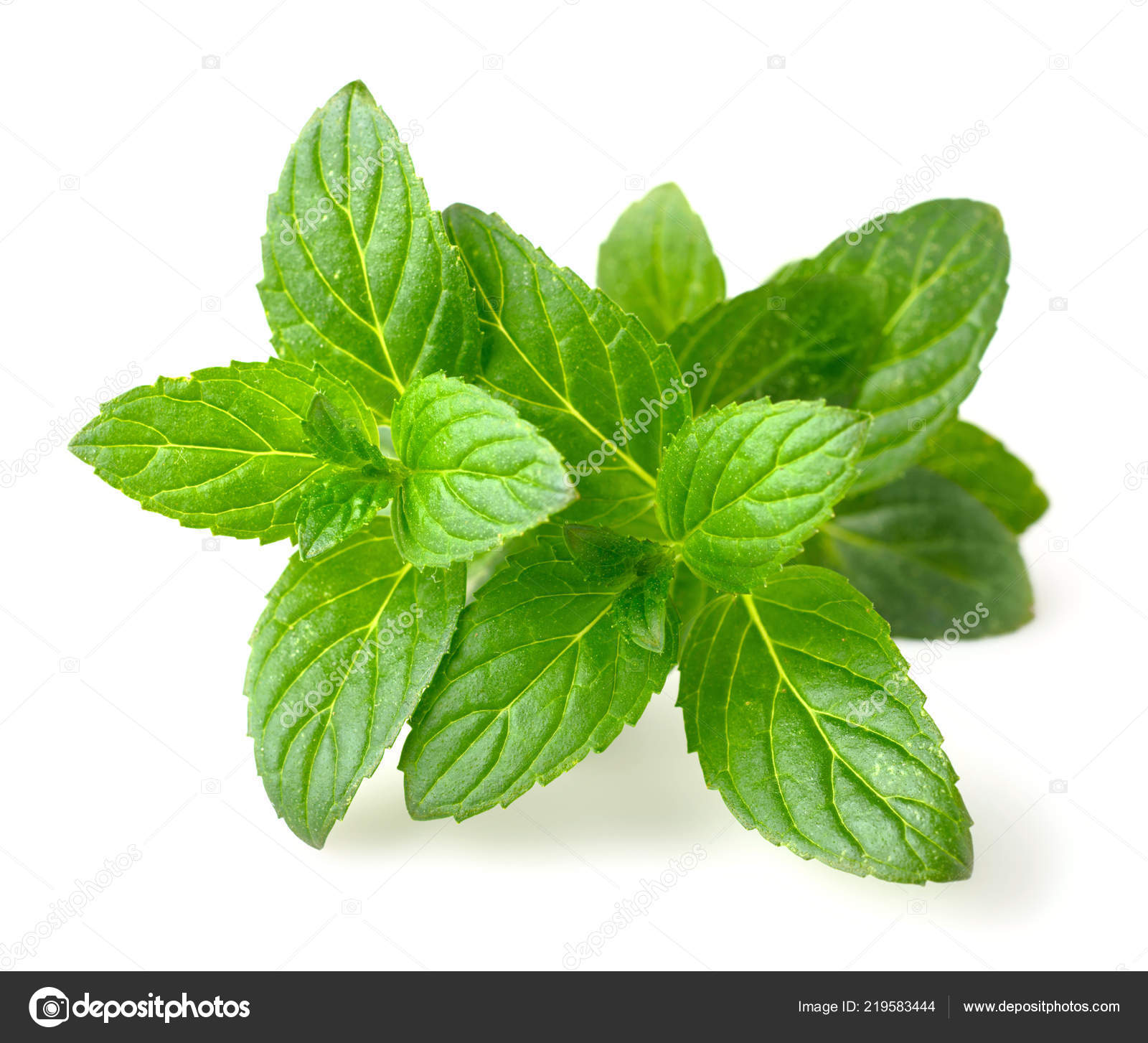 Detail Peppermint Background Nomer 56