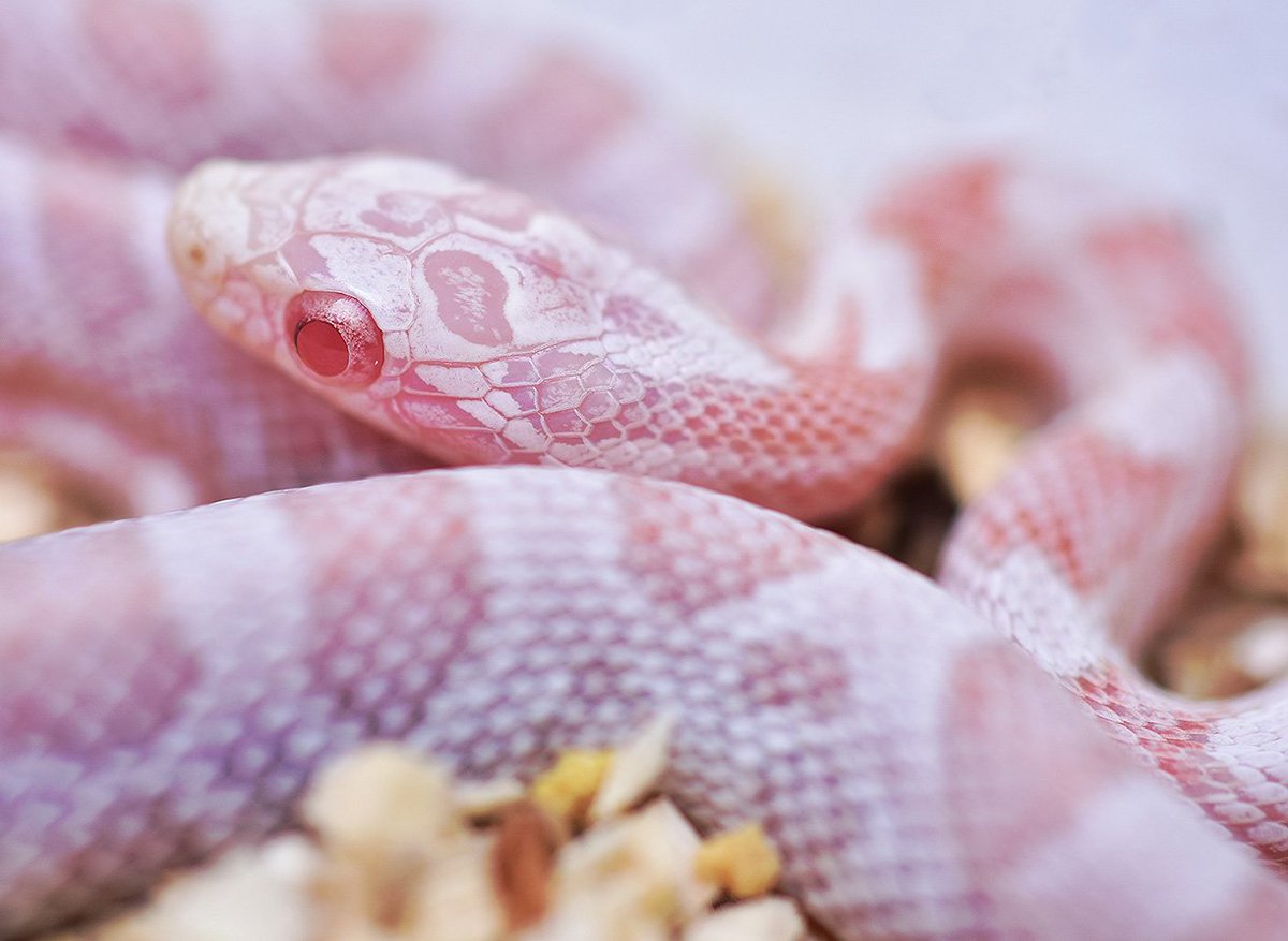 Detail Peppermint Corn Snake Nomer 17