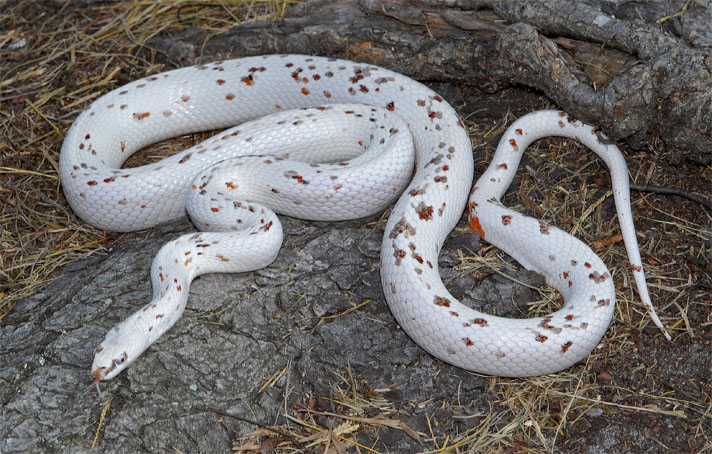 Detail Peppermint Corn Snake Nomer 22