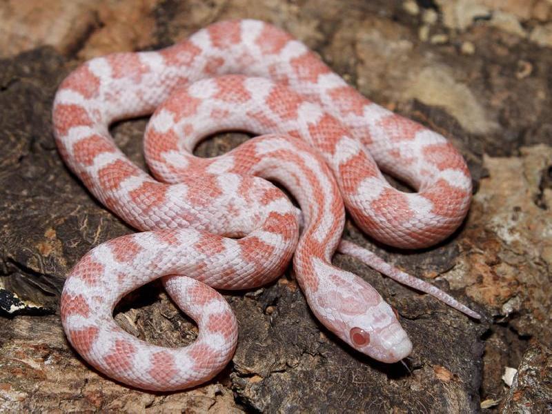 Detail Peppermint Corn Snake Nomer 4