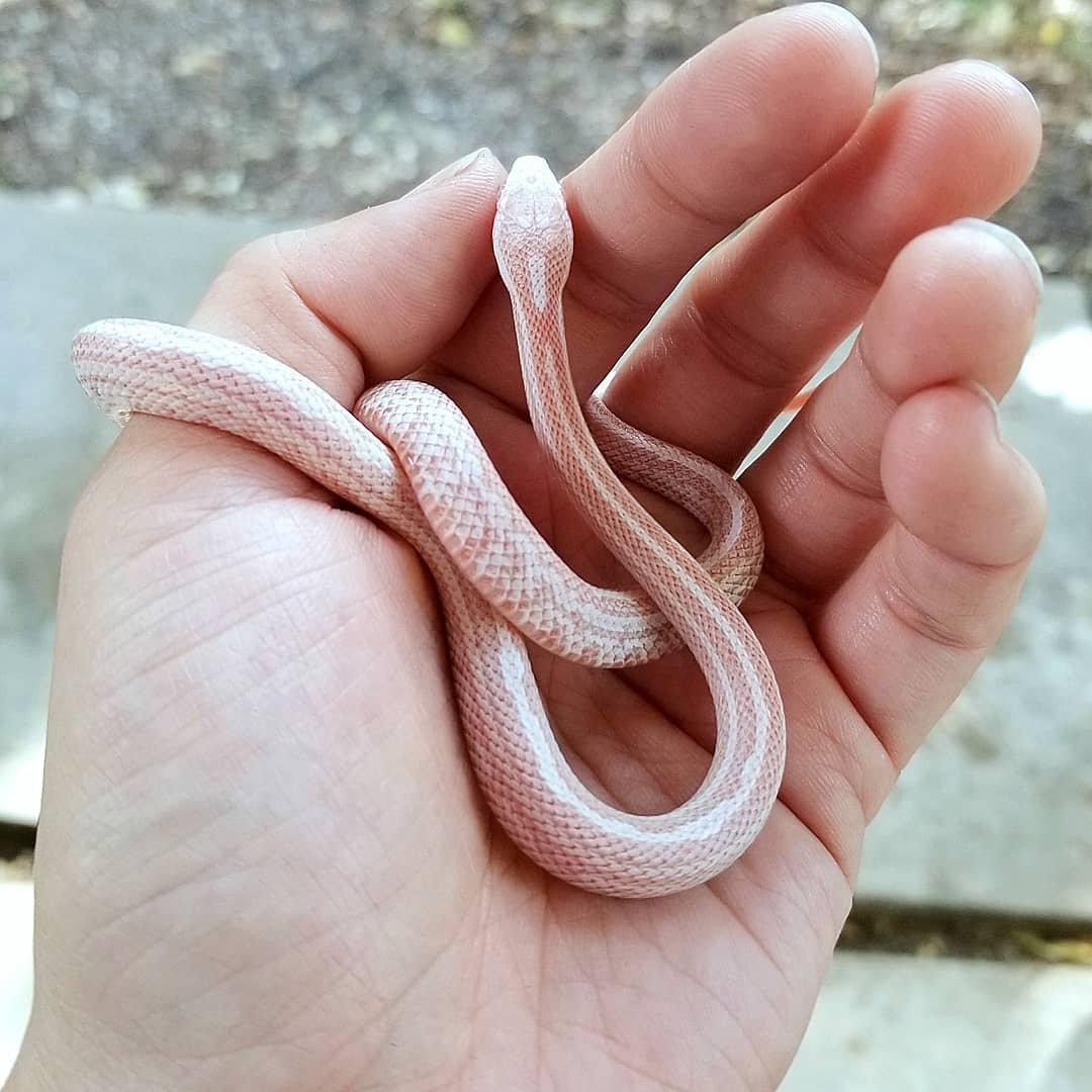 Detail Peppermint Corn Snake Nomer 5