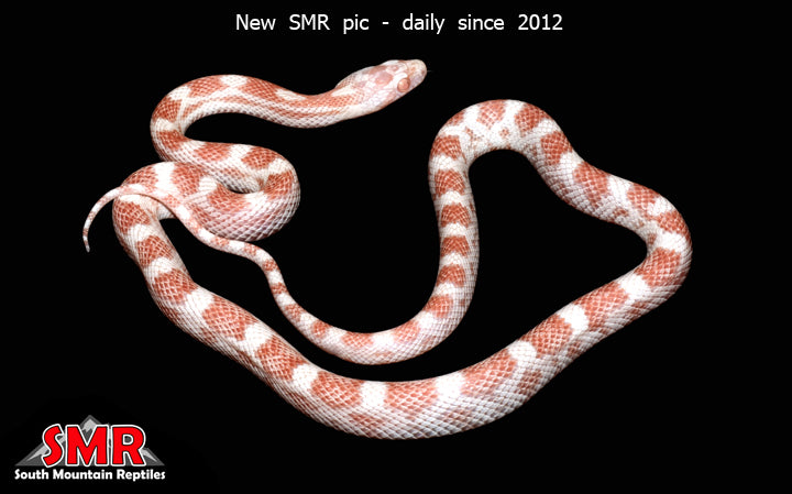 Detail Peppermint Corn Snake Nomer 39