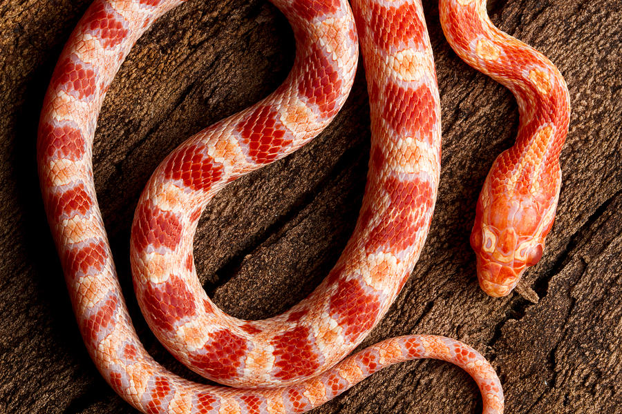 Detail Peppermint Corn Snake Nomer 52