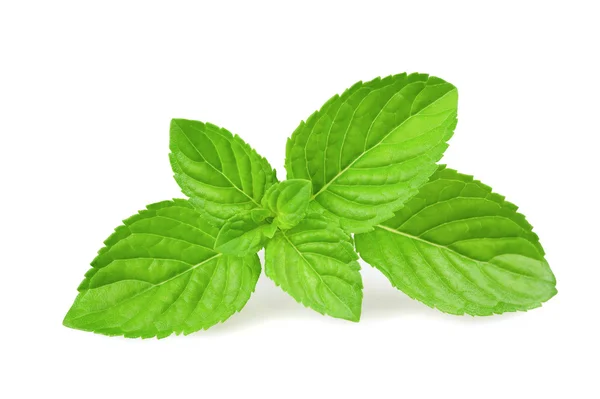 Detail Peppermint Leaves Images Nomer 21