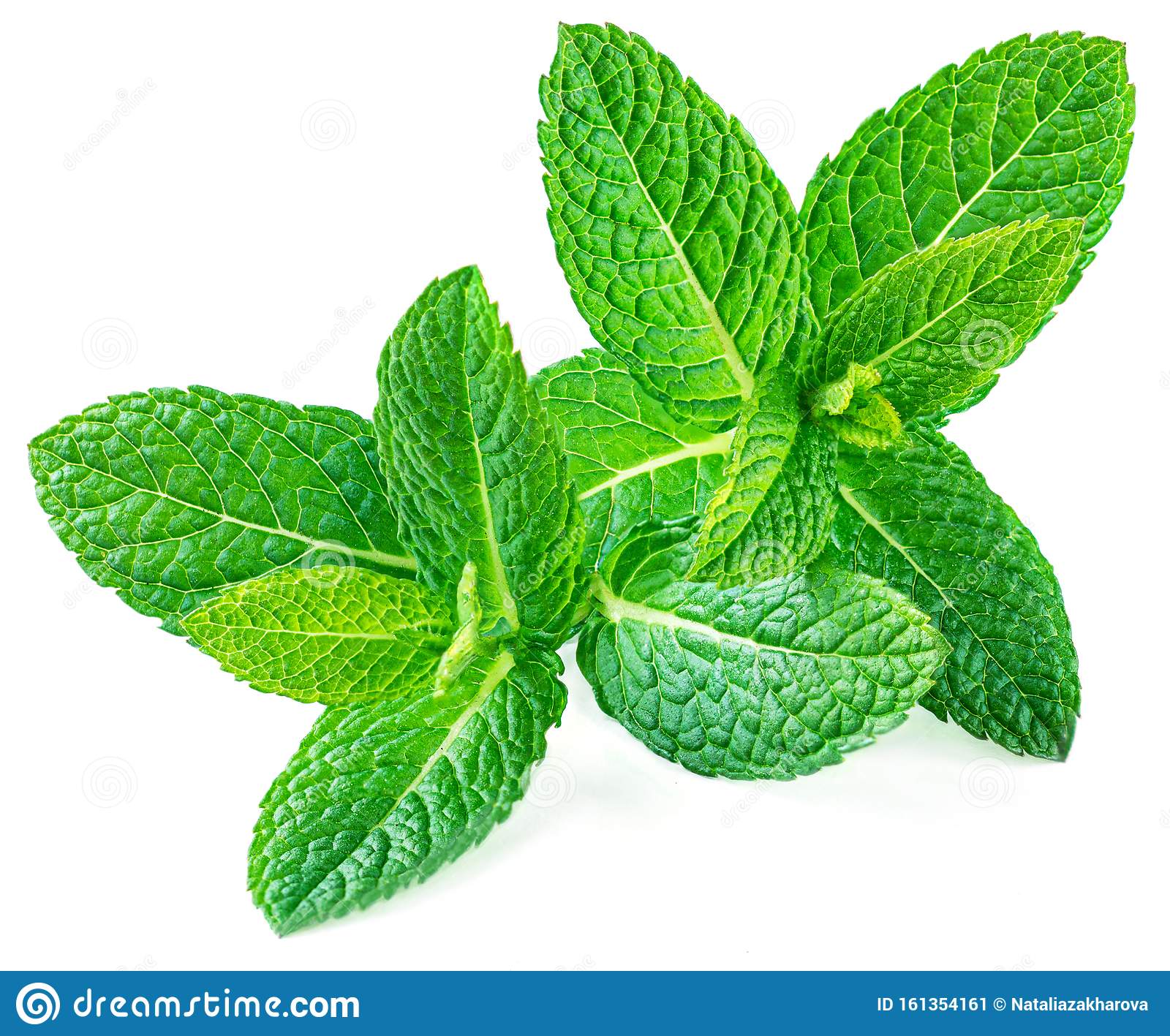 Detail Peppermint Leaves Images Nomer 35