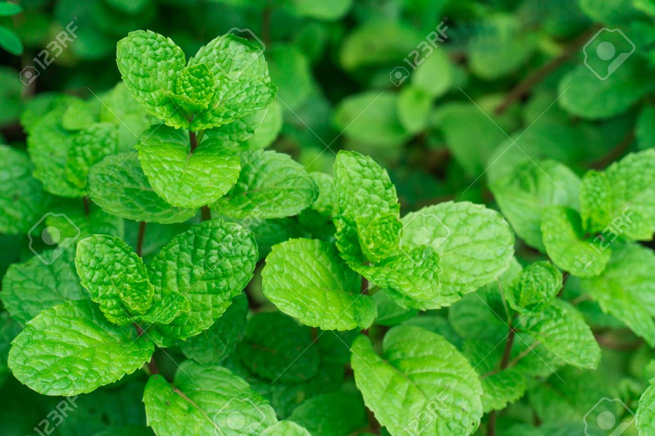 Detail Peppermint Leaves Images Nomer 8