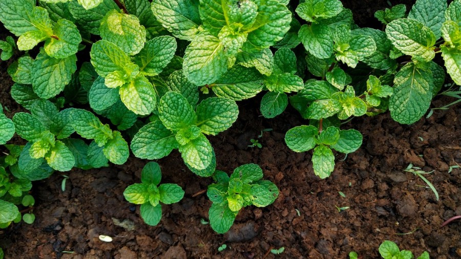 Detail Peppermint Plant Image Nomer 25