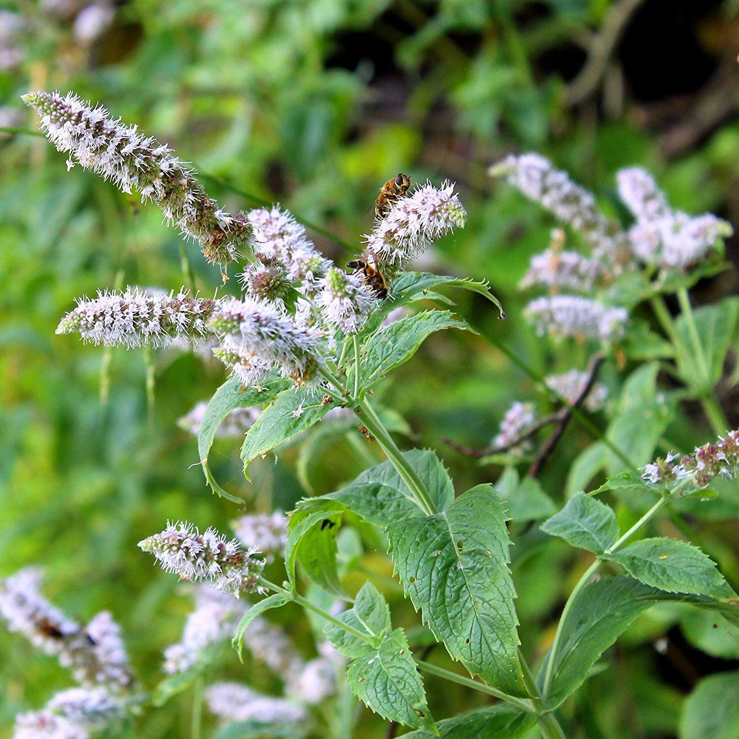 Detail Peppermint Plant Image Nomer 4