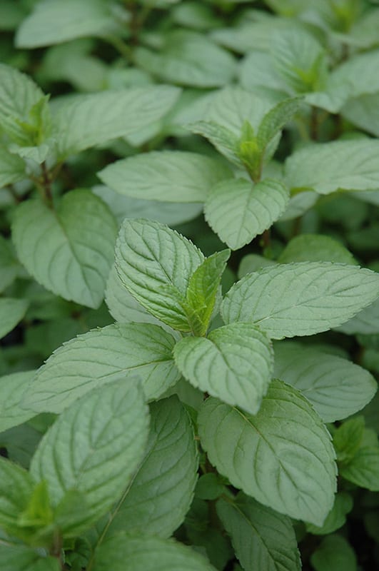 Detail Peppermint Plant Image Nomer 32