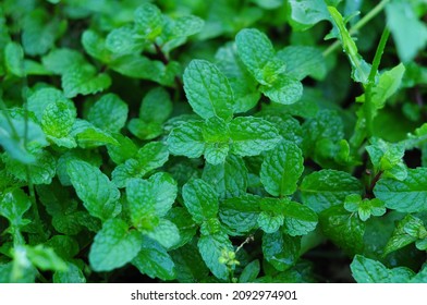 Detail Peppermint Plant Image Nomer 41