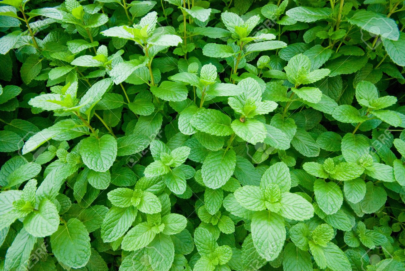 Detail Peppermint Plant Image Nomer 43