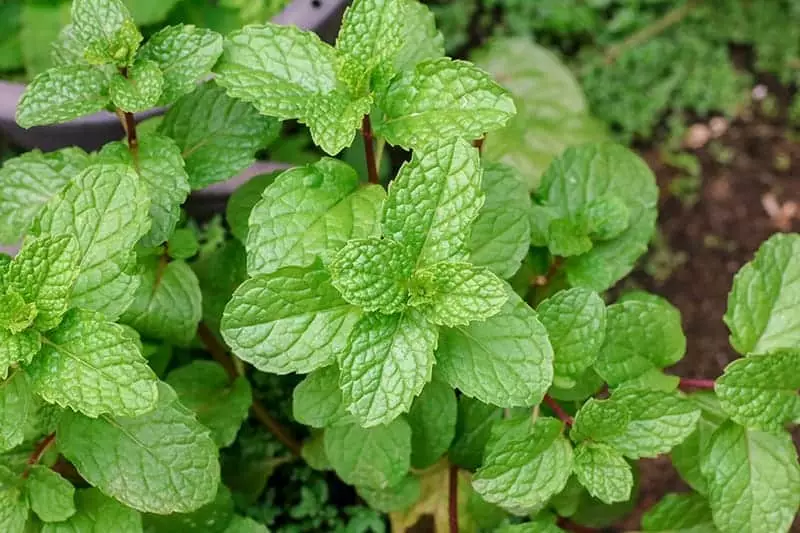 Detail Peppermint Plant Images Nomer 31