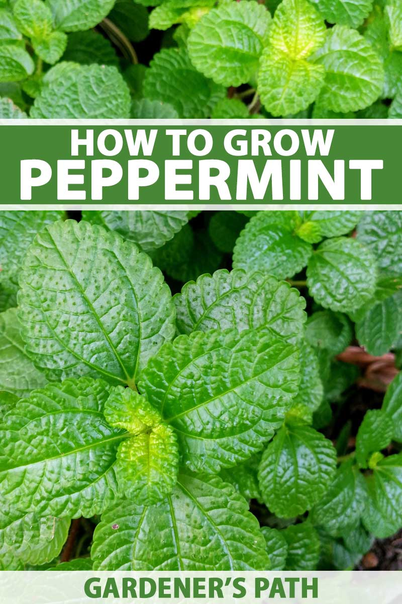 Detail Peppermint Plants Pictures Nomer 16