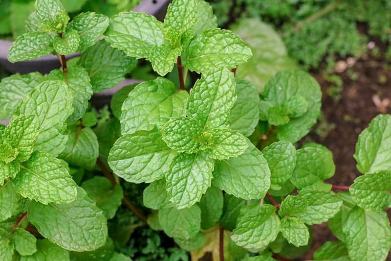 Detail Peppermint Plants Pictures Nomer 25