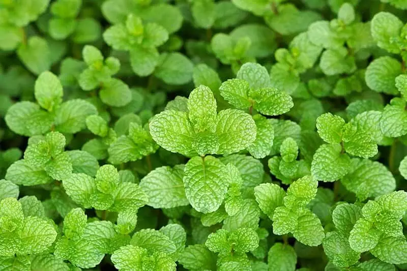 Detail Peppermint Plants Pictures Nomer 29